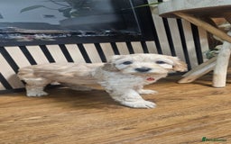 Cockapoo dogs for sale: Six Little Cockapoo Stars Ready to Shine   - Image 13