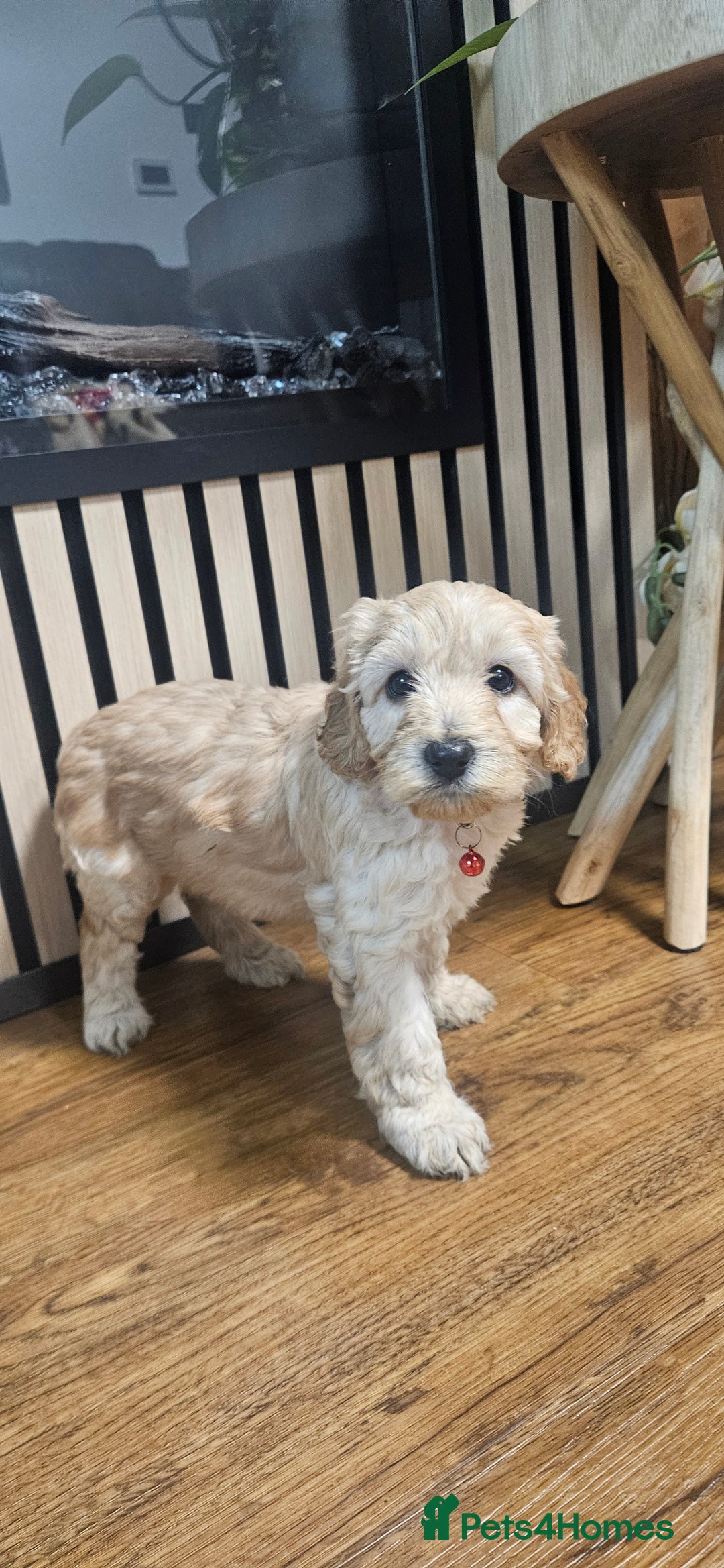 Cockapoo dogs for sale: Six Little Cockapoo Stars Ready to Shine   - Image 13