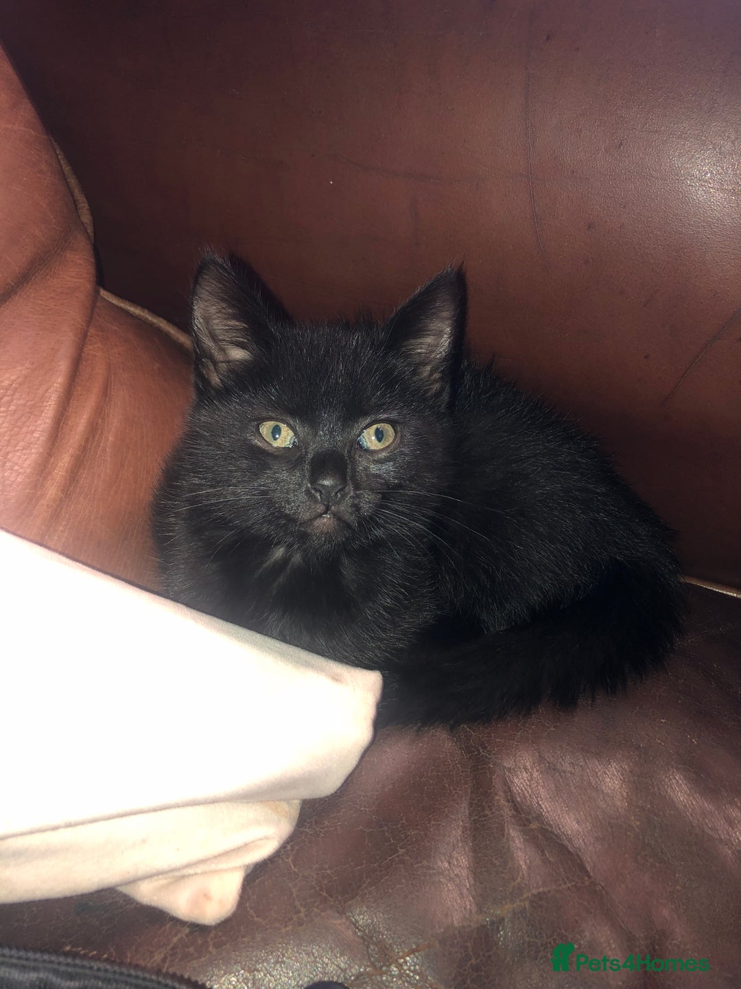 Mixed Breed cats for sale: Lovely little boy  - Image 3