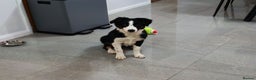 Border Collie dogs for sale: Border Collie girl  - Advert 1