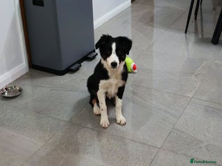 Border Collie dogs Border Collie girl - Advert 1