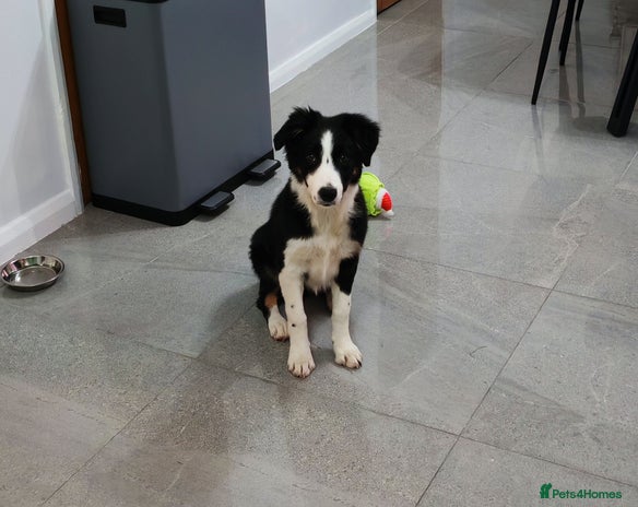 Border Collie dogs Border Collie girl - Advert 1