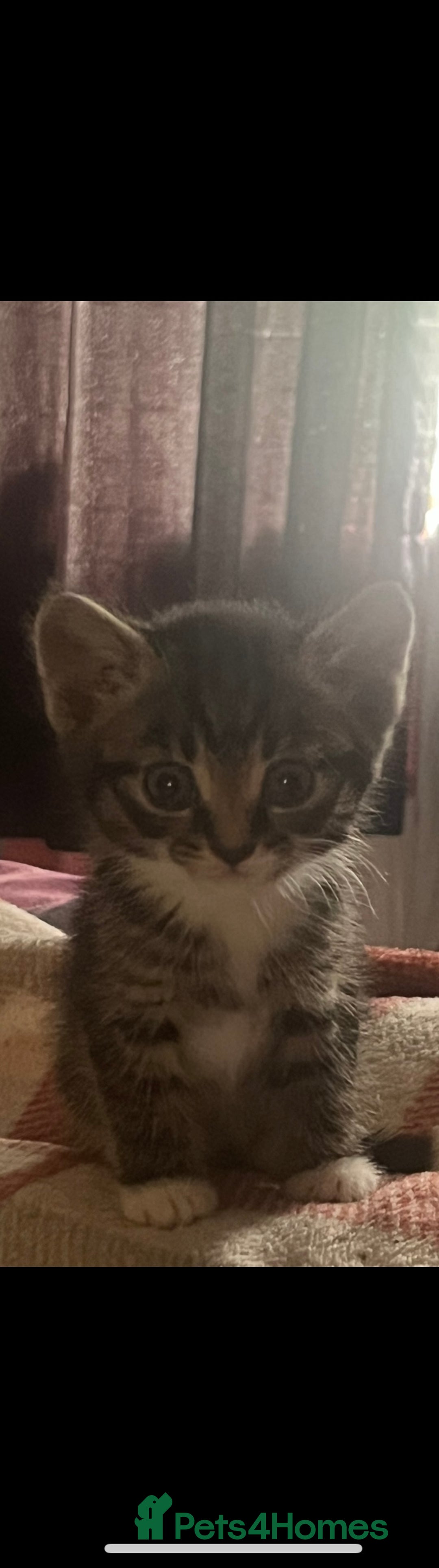 Mixed Breed cats for sale: Tabby kittens - Image 2