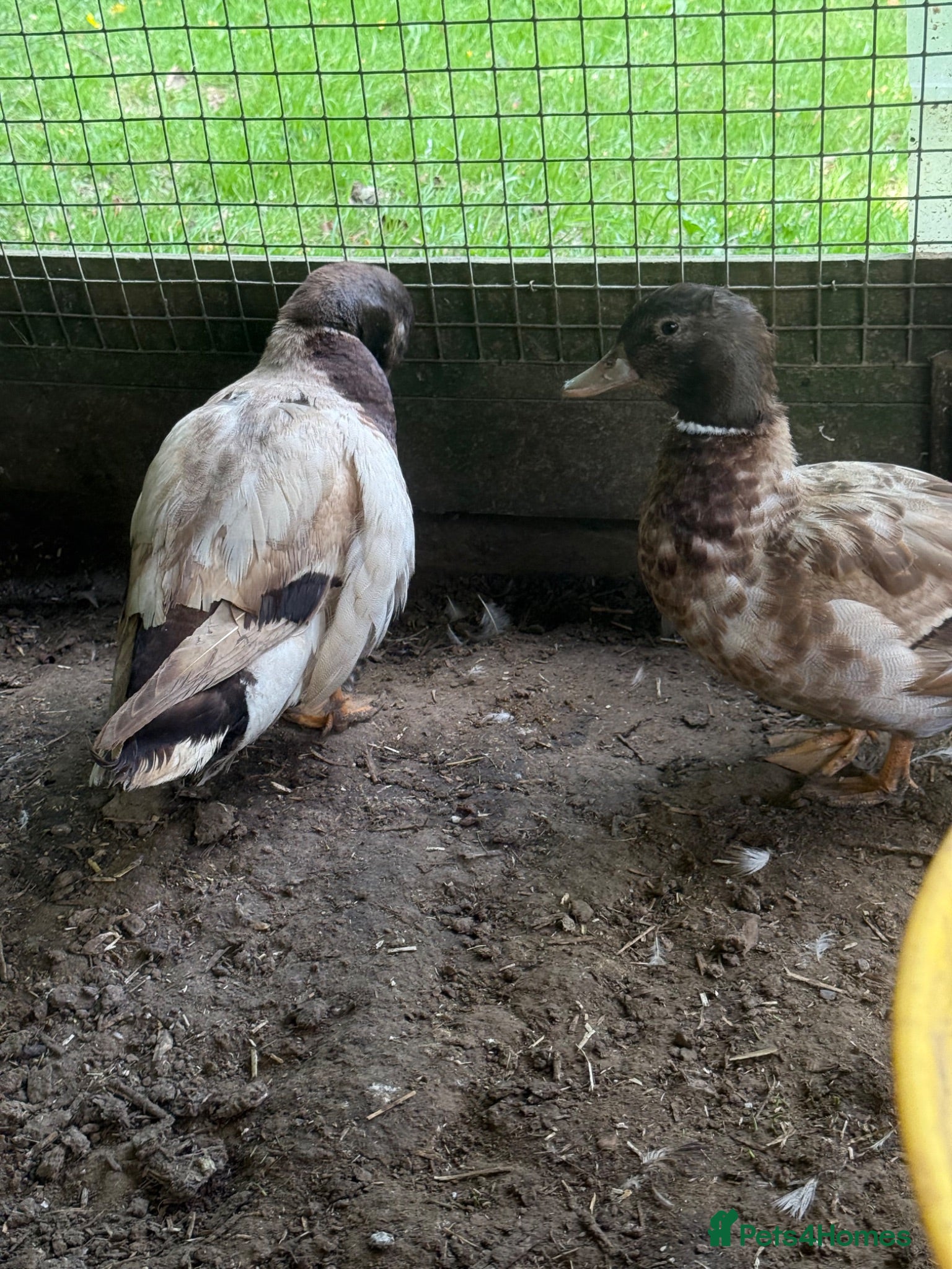 Ducks poultry 3 call ducks 1 call duck cross  - Advert 11