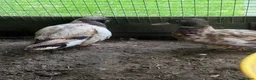 Ducks poultry for sale: 3 call ducks 1 call duck cross  - Advert 1