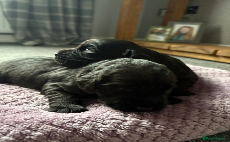 Cocker Spaniel dogs - Advert 8