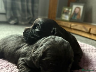 Cocker Spaniel dogs - Advert 23