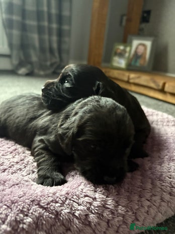 Cocker Spaniel dogs - Advert 5