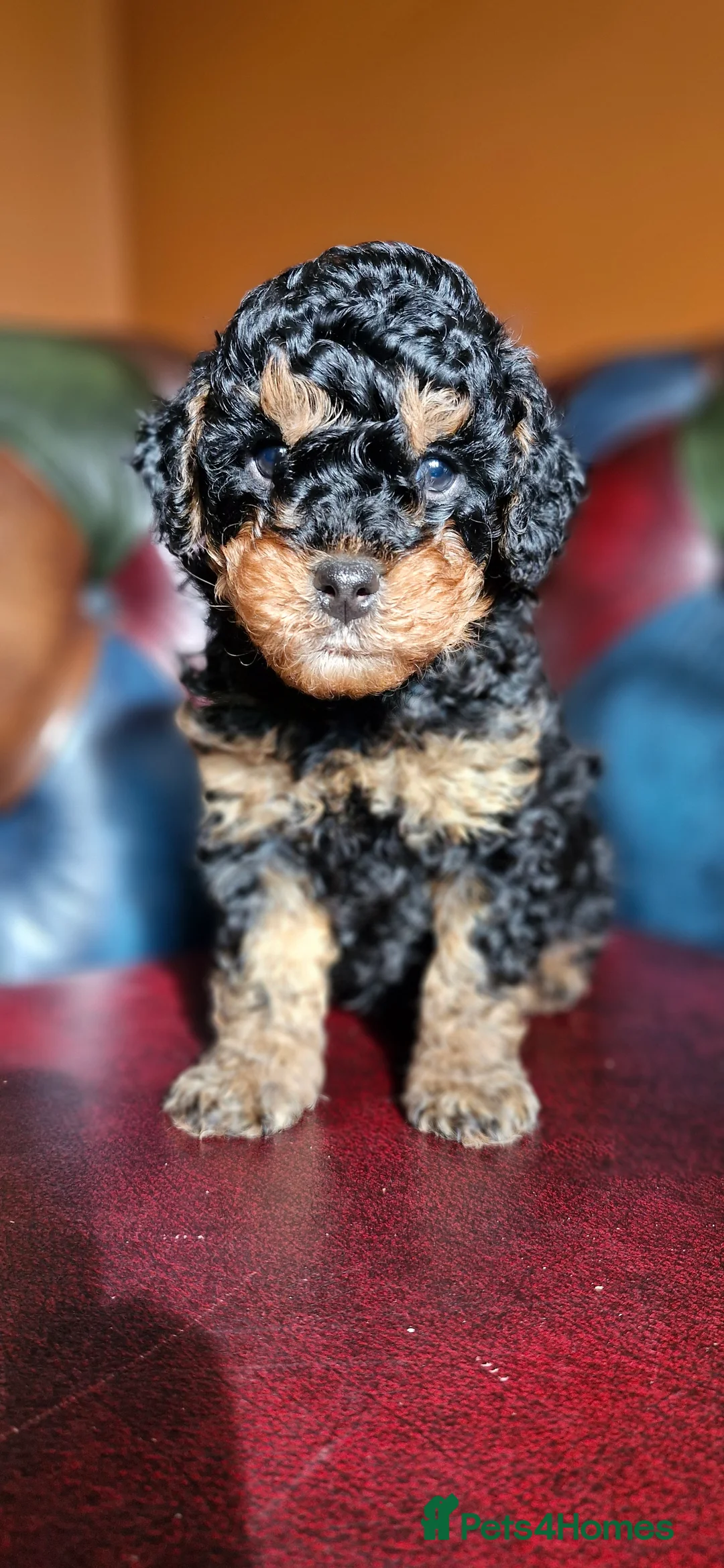 Cavapoo dogs for sale: Gorgeous f1bb Cavapoo pups. Health tested parents  - Advert 6