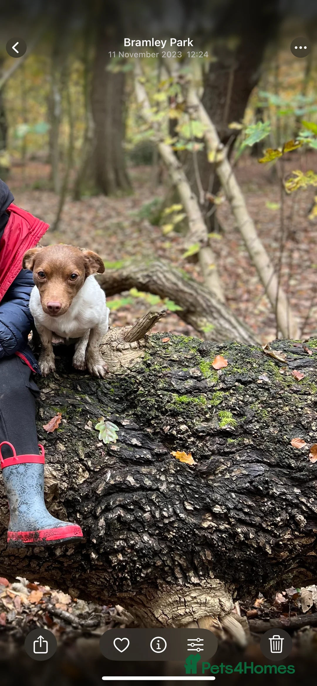 Jack Russell dogs for stud: Miniature jack Russell  in Leeds - Advert 2