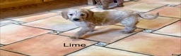 Labradoodle dogs for sale: Miniature Labradoodles frm licensed Exp breeder - Advert 10
