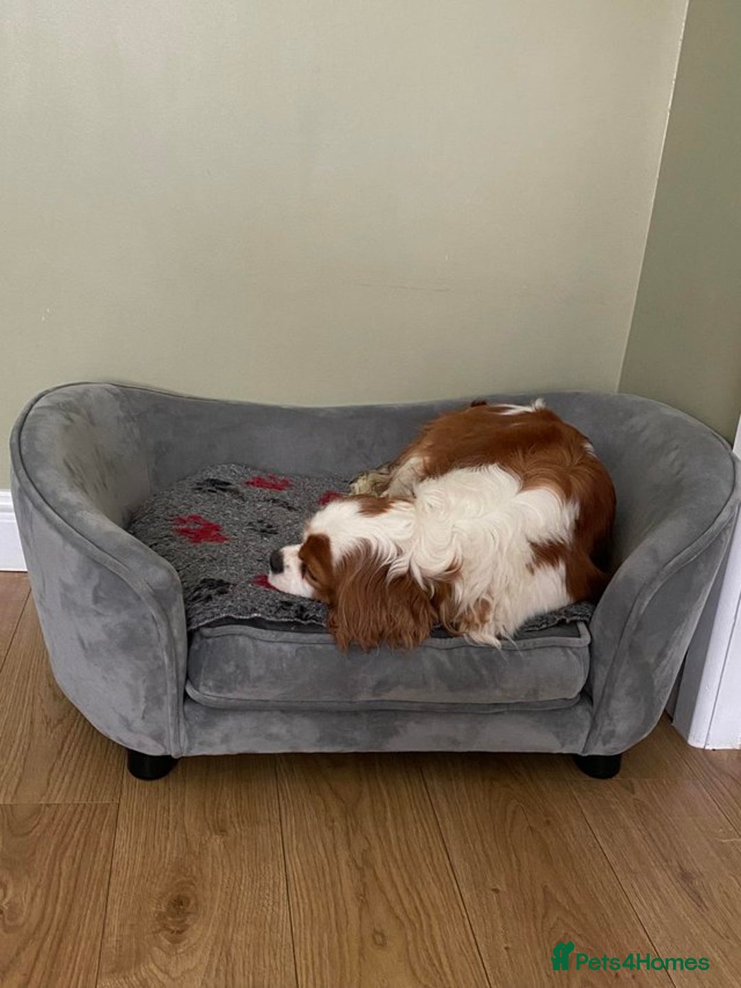Cavapoo dogs for sale: Stunning, unique Cavapoo pups - Image 11