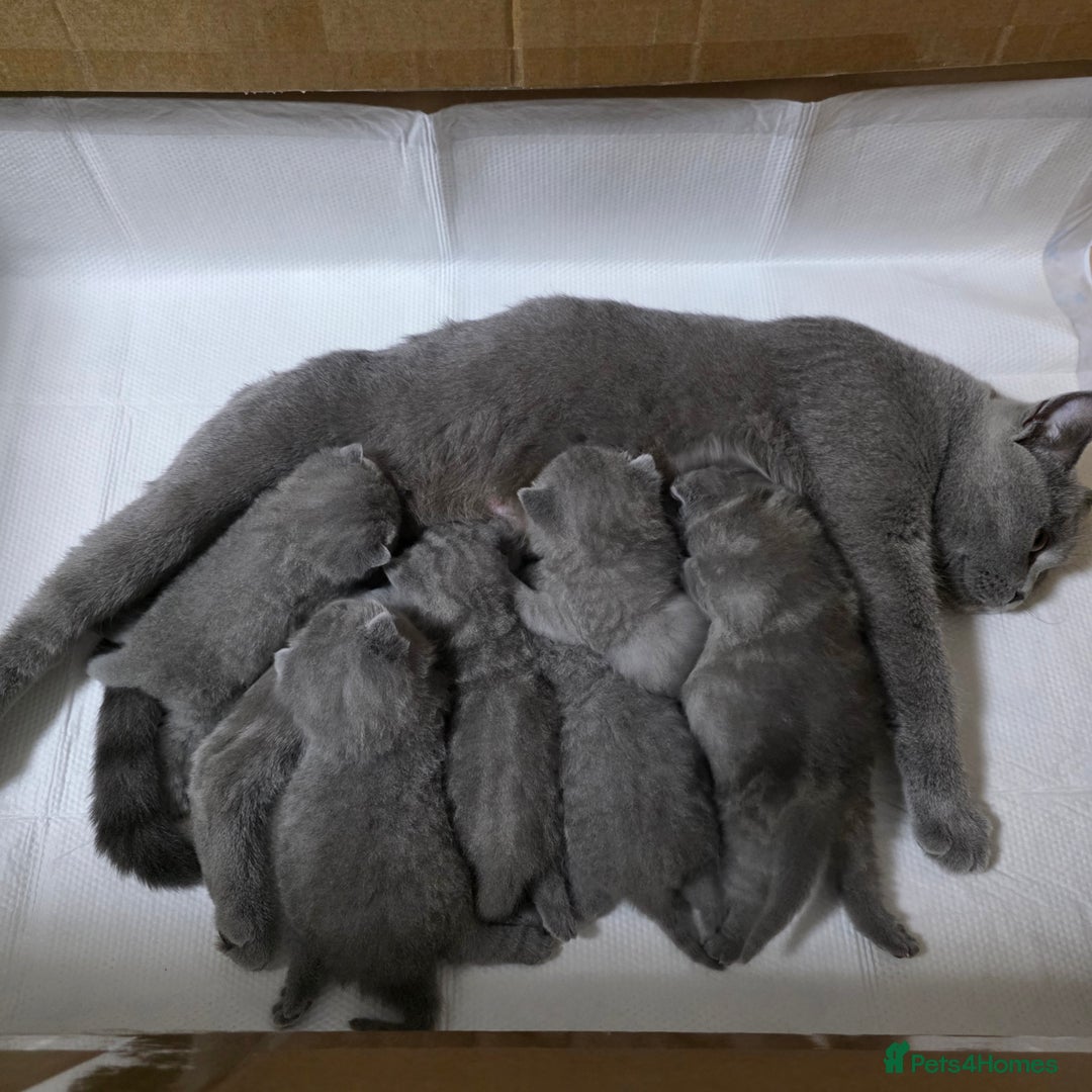 British Shorthair cats for sale: Nice British Shorthair Blue  male kittens - Image 2