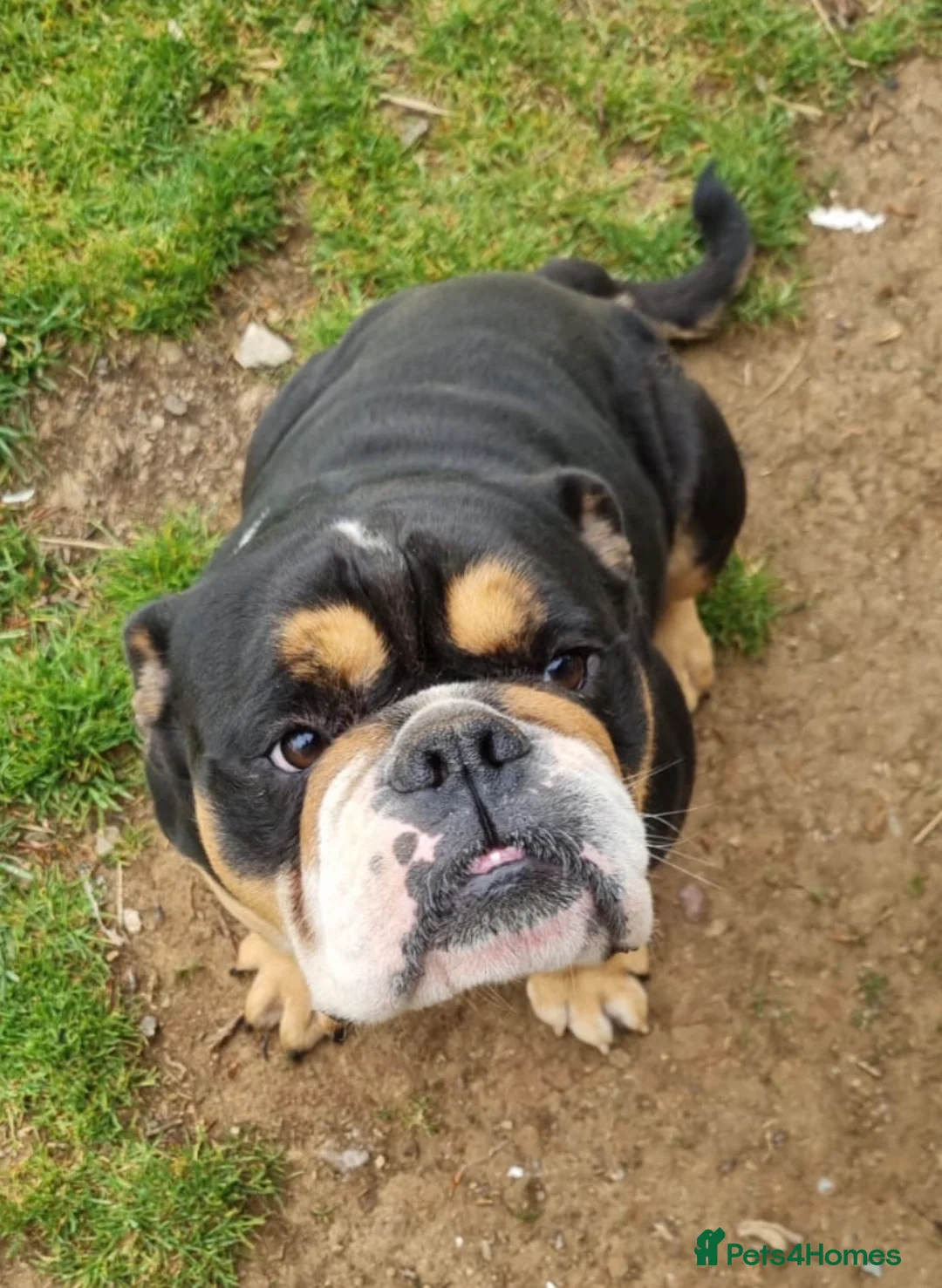 Old Tyme Bulldog dogs for sale: Old Tyme English bulldogs puppies  in Callington - Advert 2