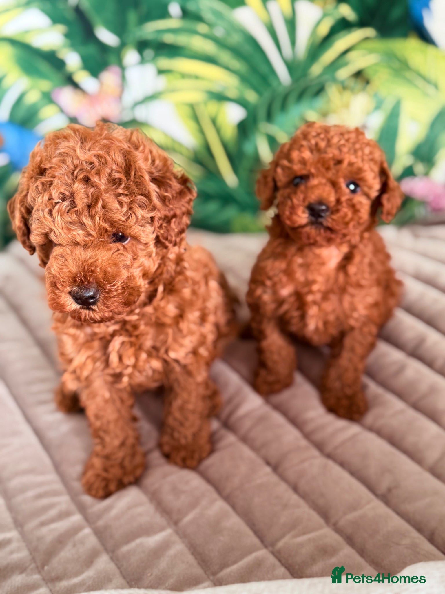 Toy Poodle dogs for sale: Beautiful Toy Poodle Available-One Girl & Boy 🐾❤️ - Advert 5