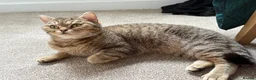 British Shorthair cats for sale: Golden Ticked Tabby GCCF British Shorthair - Advert 2