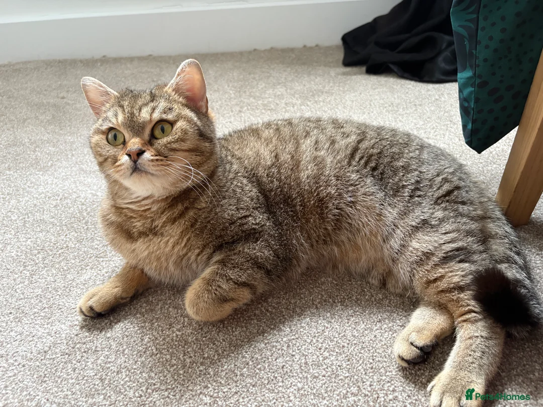 British Shorthair cats for sale: Golden Ticked Tabby GCCF British Shorthair - Advert 2
