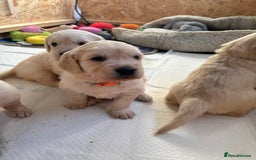 Golden Retriever dogs for sale: Golden retriever puppies  - Image 18