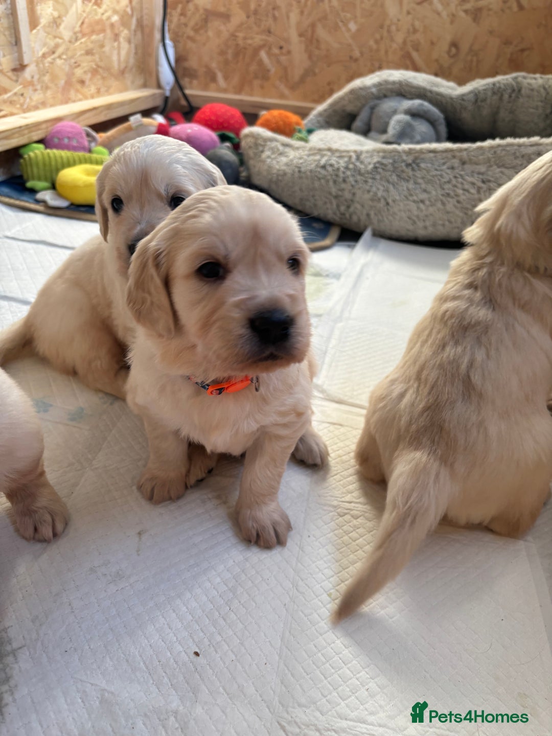 Golden Retriever dogs for sale: Golden retriever puppies  - Image 18