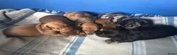 Dachshund dogs for sale: Miniature dachshund - Advert 6