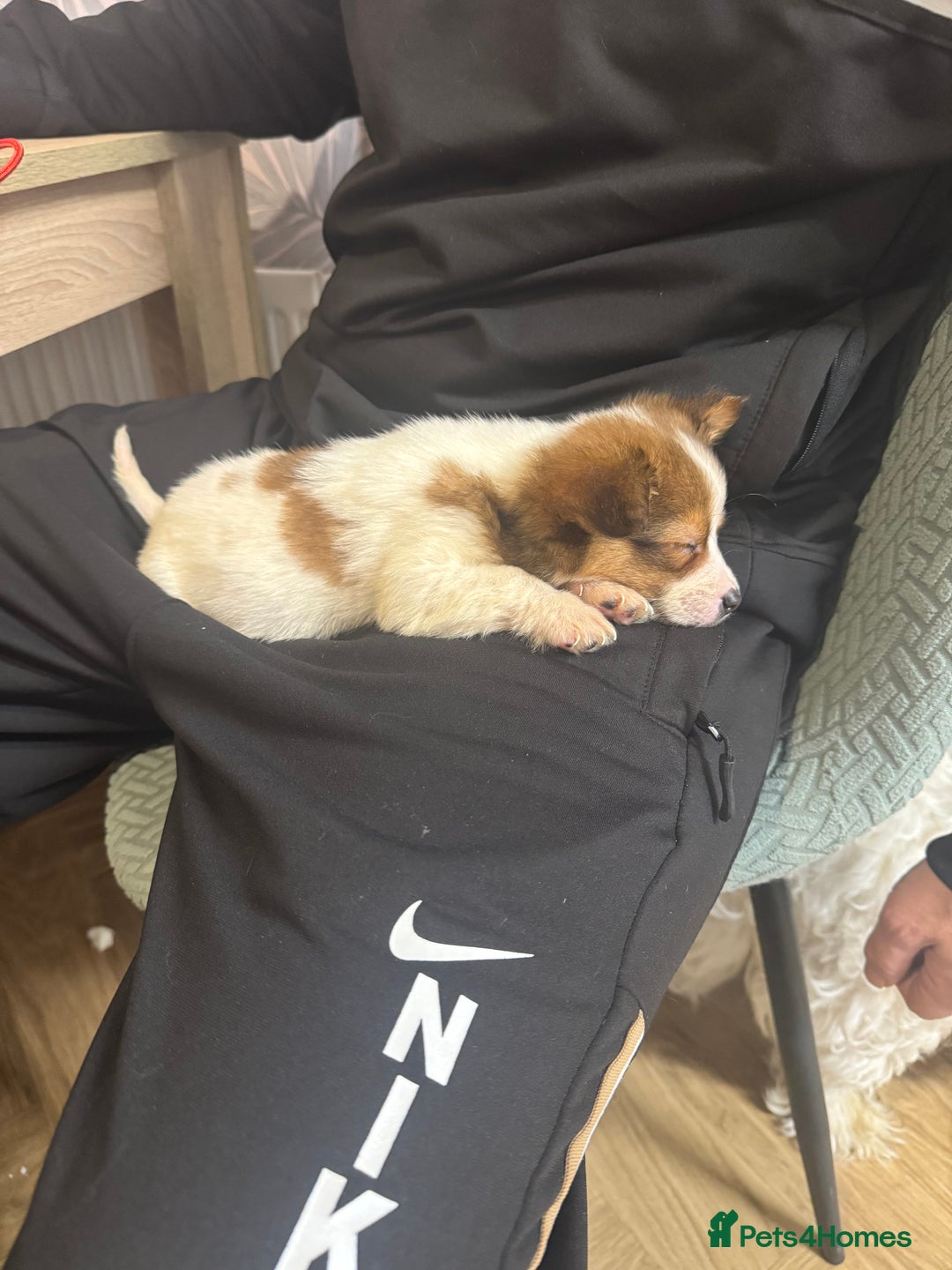 Jackapoo dogs for sale: 2 beautiful jackpoo  - Advert 6