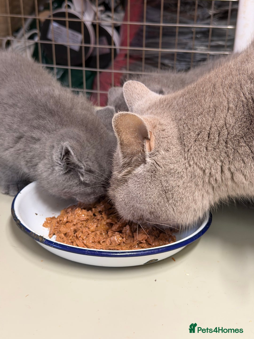 British Shorthair cats for sale: Blue BSH kittens - Advert 6