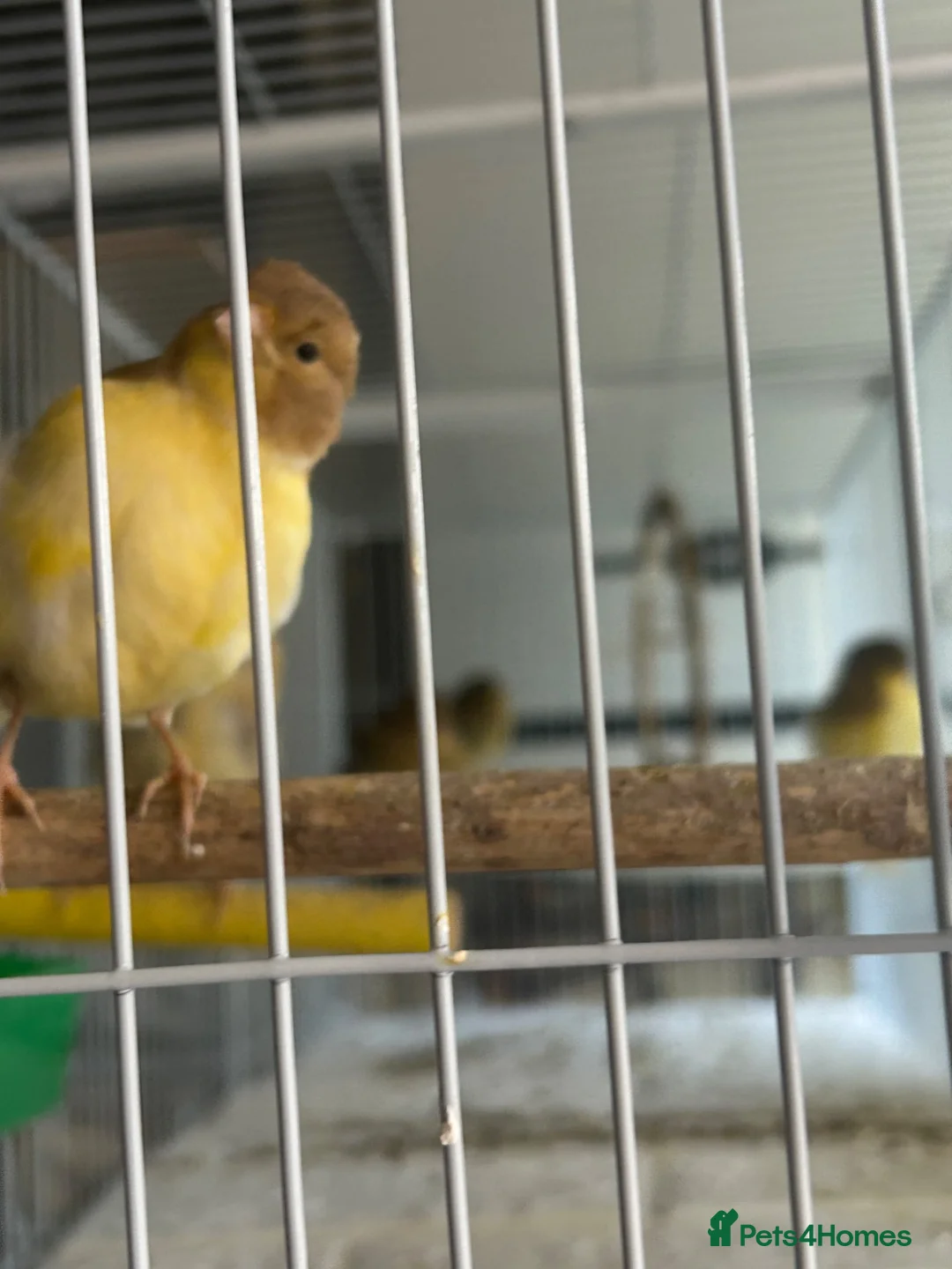 Canaries birds for sale: 9 Canaries Looking for a Free-Flight Home Together in Sheffield - Advert 1
