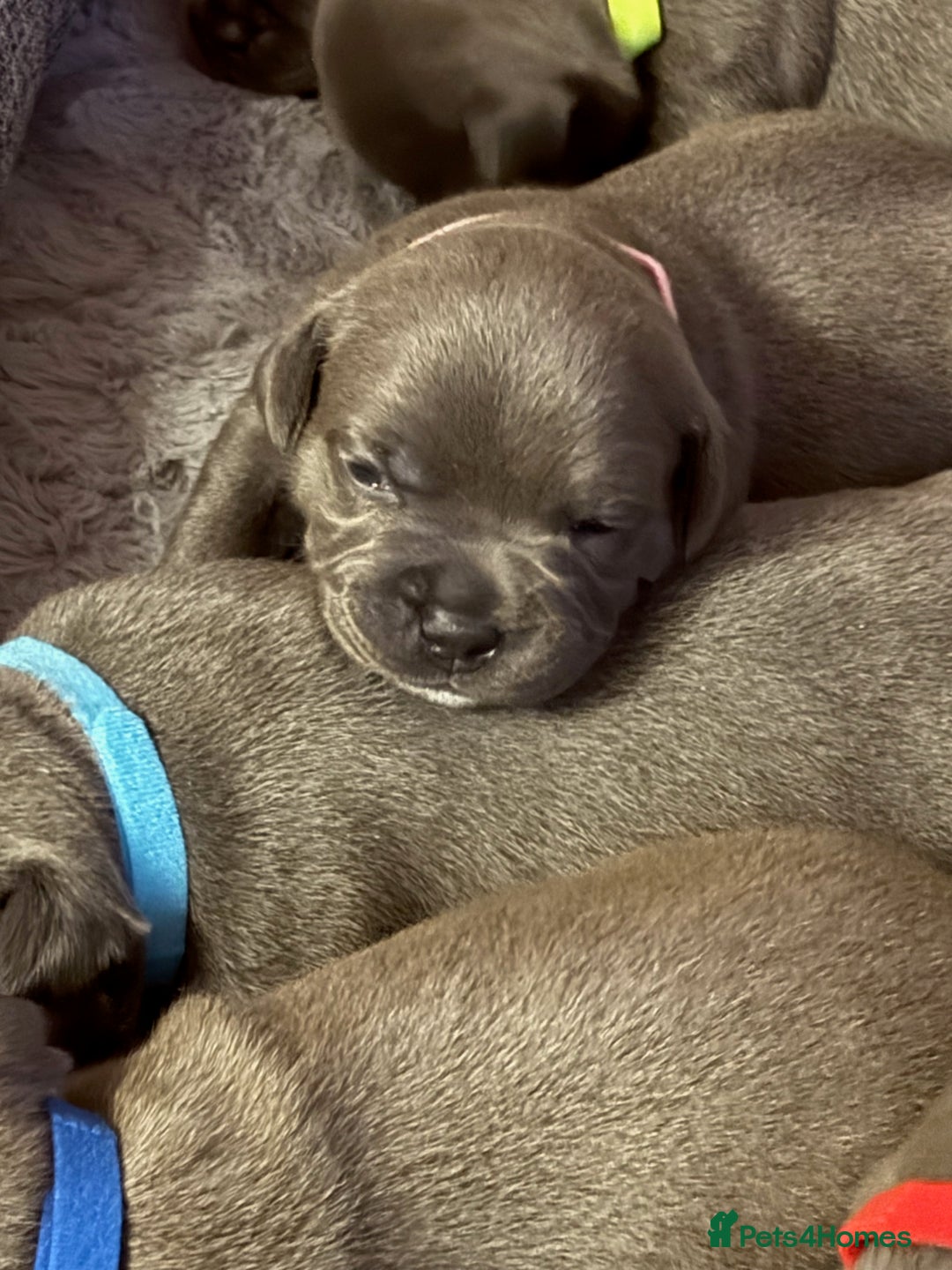 Staffordshire Bull Terrier dogs for sale: KC Blue Staffordshire Bull Terrier Puppies  - Advert 14