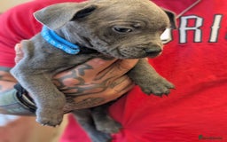 Staffordshire Bull Terrier dogs for sale: Playful Blue staffs Pups - Image 11