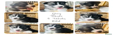 Siberian Husky Puppy 1