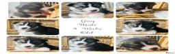 Siberian Husky dogs for sale: Husky Puppies in Warrington - Advert 5