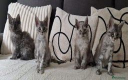 Maine Coon cats for sale: Beautiful GCCF Mainecoon kittens  - Image 9