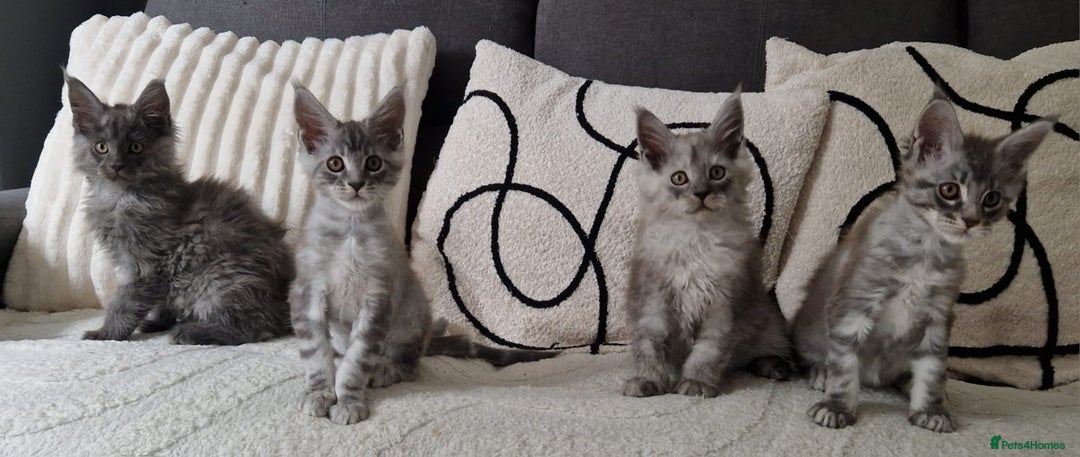 Maine Coon cats for sale: Beautiful GCCF Mainecoon kittens  - Image 9