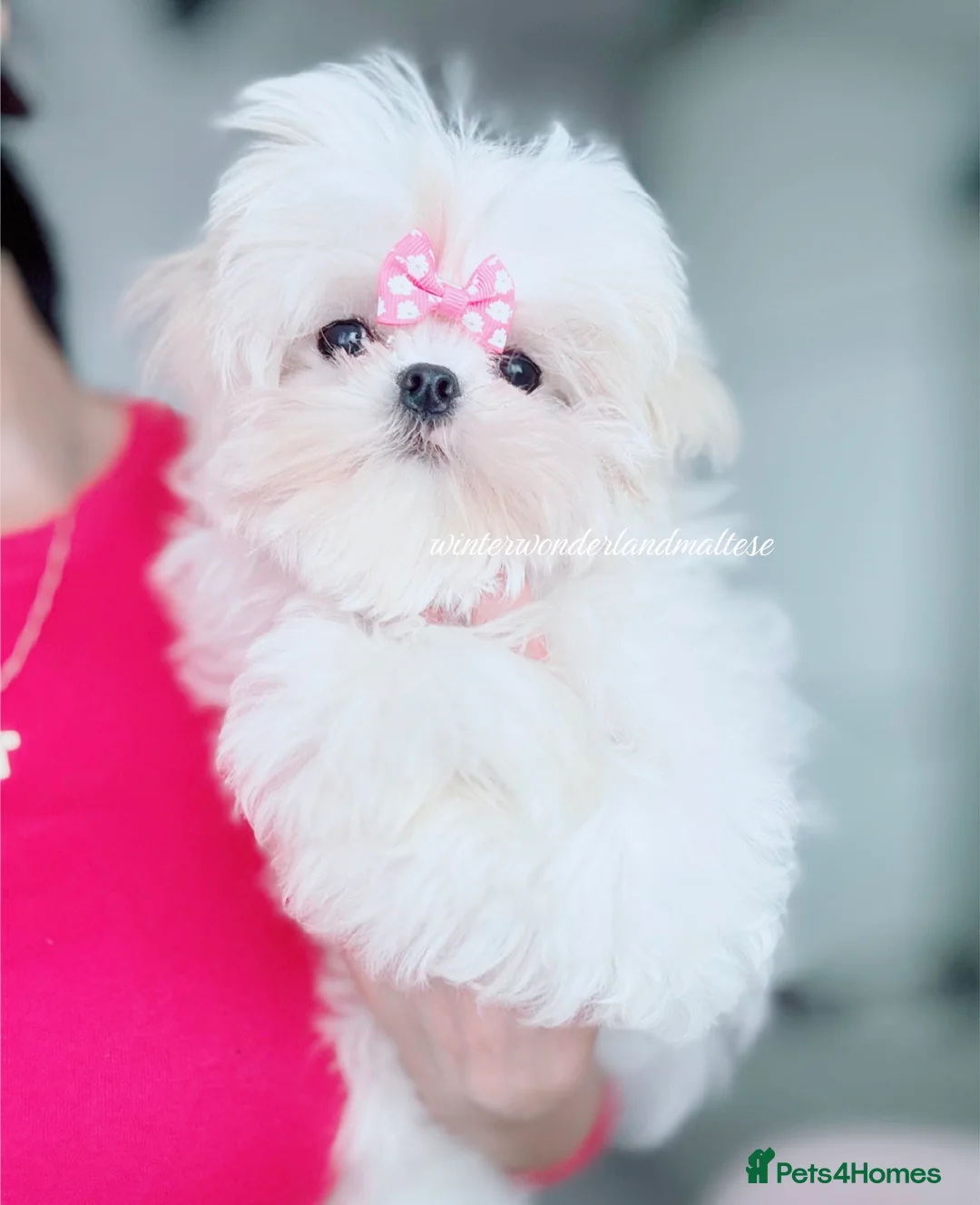 Maltese dogs for sale: ✨READY NOW stunning full Korean maltese girl✨ - Advert 12