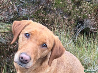 Labrador Retriever dogs - Advert 1