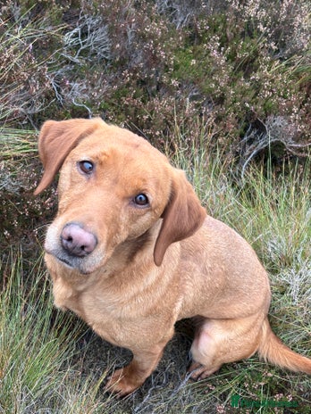 Labrador Retriever dogs - Advert 1