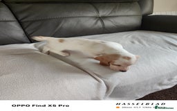 Basset Hound dogs for sale: Bassett Hound Puppies for Sale - Image 13