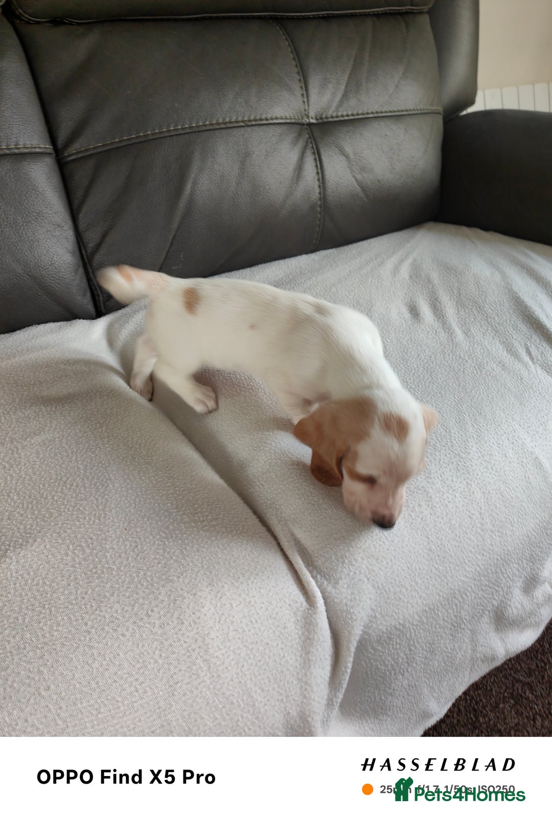Basset Hound dogs for sale: Bassett Hound Puppies for Sale - Image 13
