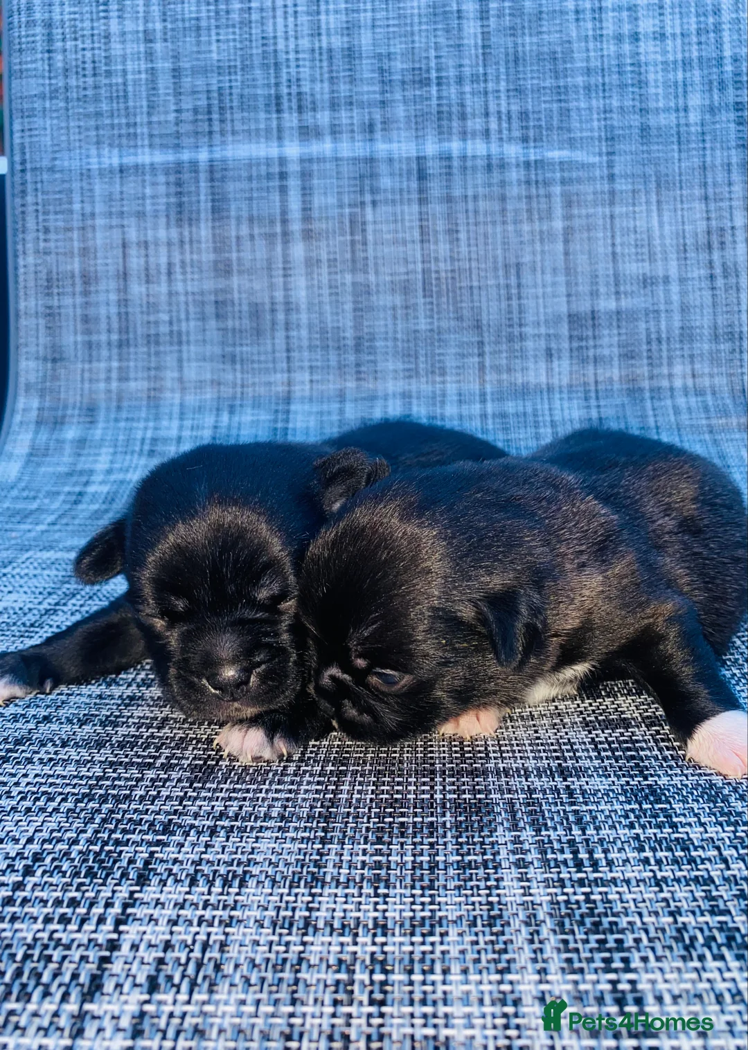 Mixed Breed dogs for sale: Chug puppies in Rochdale - Advert 2