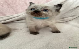Ragdoll cats for sale: Seal point ragdoll kittens 3 boys and 2 girls  - Image 5
