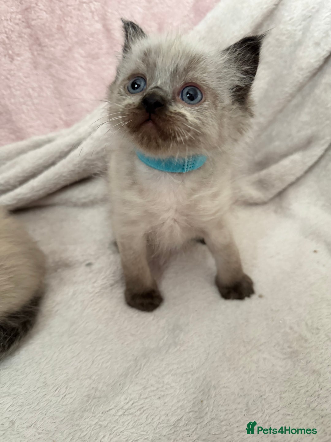 Ragdoll cats for sale: Seal point ragdoll kittens 3 boys and 2 girls  - Image 5