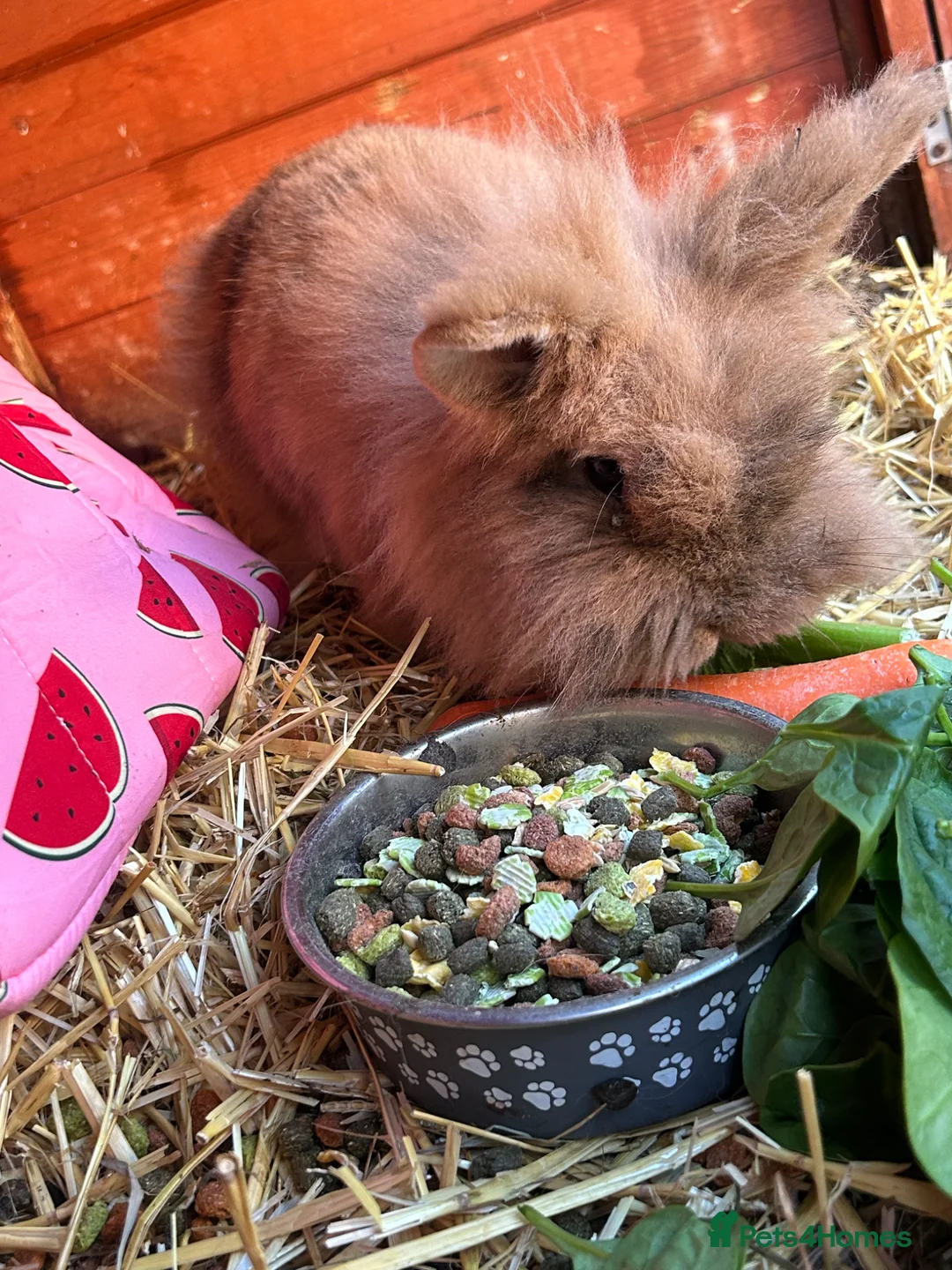 Mini Lion Lop rabbits for sale: Mini lion lop  - Advert 4