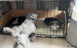 Patterjack dogs for sale: Gorgeous/ Patterjack x Patterdale pups ♥️ - Image 8