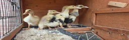 Ducks poultry for sale: Indian Runner Ducklings For Sale in Beverley - Advert 5