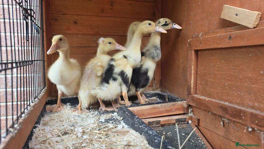 Ducks poultry for sale: Indian Runner Ducklings For Sale in Beverley - Advert 5
