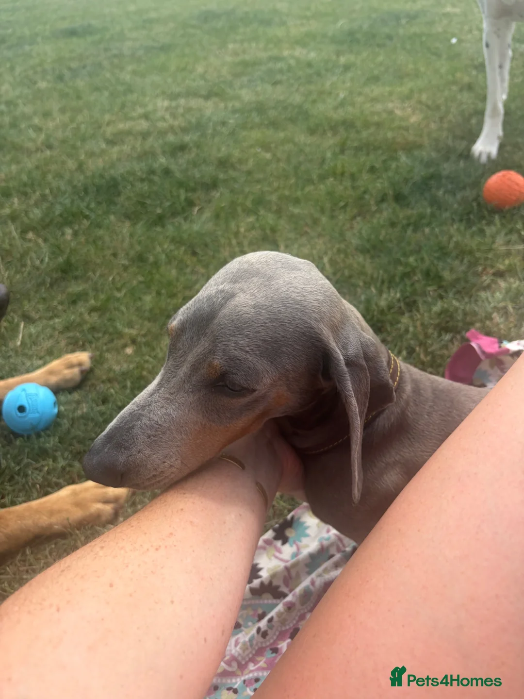 Miniature Dachshund dogs for sale: Charming Chipotle Looking For Forever Home  - Advert 6