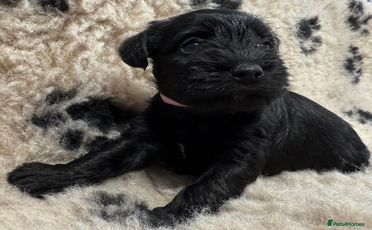 Miniature Schnauzer dogs - Advert 1