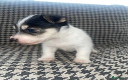 Jack Russell dogs for sale: Jack Russell girl puppy - Image 2