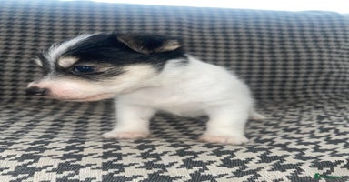 Jack Russell dogs - Advert 8