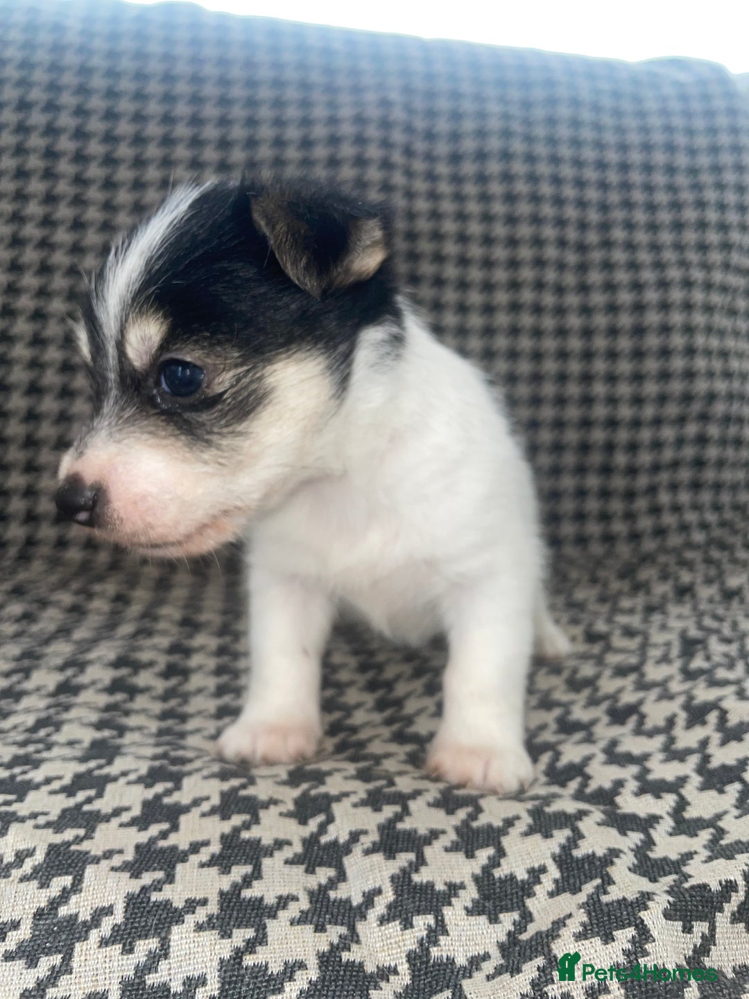 Jack Russell dogs for sale: Jack Russell girl puppy - Image 2